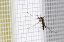 Как избавиться от комаров