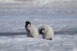 Императорские пингвины и климат