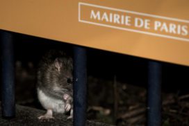Клопы и крысы во Франции