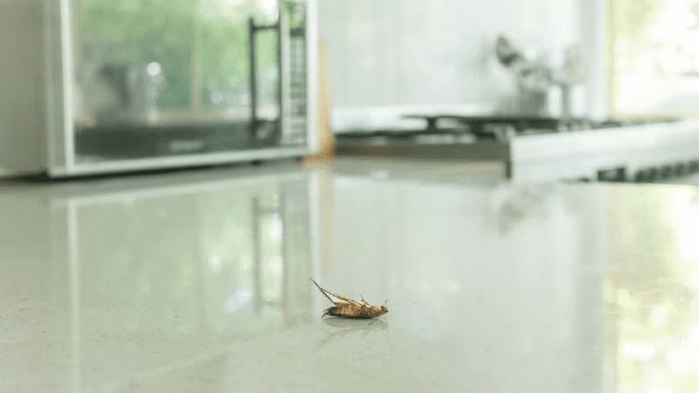 7 интересных фактов о тараканах