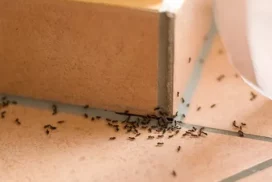 7 фактов о мелких домашних муравьях