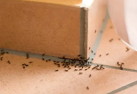7 фактов о мелких домашних муравьях