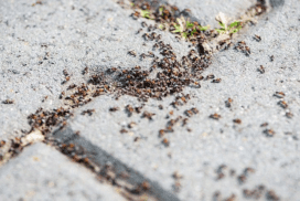 Что будет, если раздавить муравья?