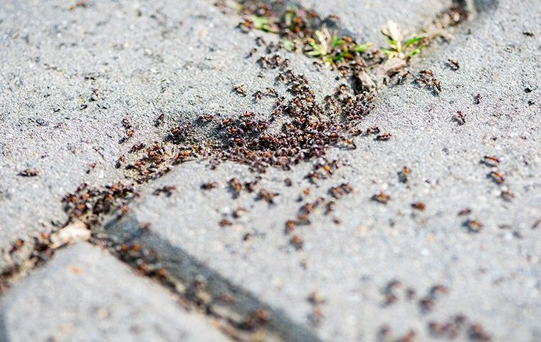 Что будет, если раздавить муравья?